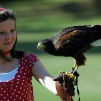 Falconry & birds of prey