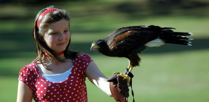 Falconry & birds of prey